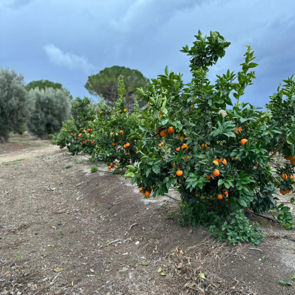 Arance Moro di Sicilia