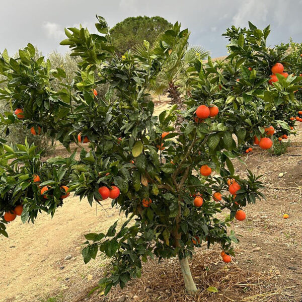 Arance tarocco di Sicilia