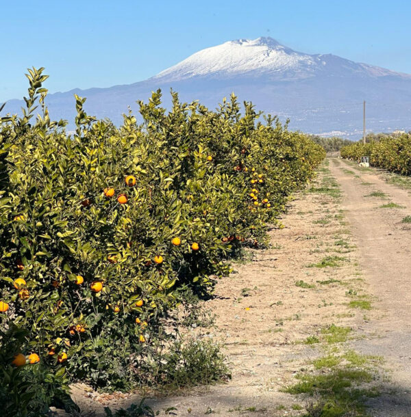 Arance Tarocco Gallo di Sicilia